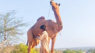 Big camel #angry #mood #camellife #foryou #amazing #camel #viral #big