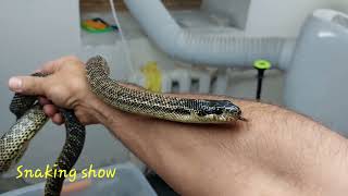 Sarmatian snake. Snaking Show 2.