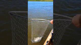 Сладкая парочка из жереха . #2024#fishing#море#шортс#shorts2024#short2024#shorts#жерех#рыбалка#рыба