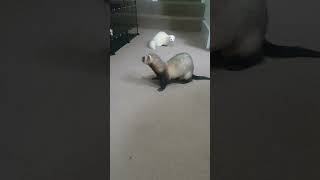 2 ferrets attempting to say Hi 🤣