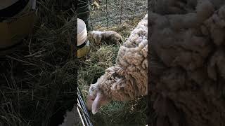 These lambs are too cute! #dairysheep #sheep #sheepdairy #farm #lambs #lambing