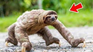 10 Most Weakest Animals In the World | Animals Famous for Their Weakness