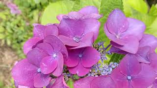 Гортензии и флоксы в конце июля (part1) Hydrangeas in July. #Hydrangea #HydrangeaVarieties #phlox