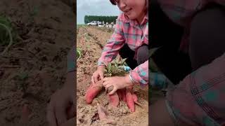 Satisfaying videos of agriculture growing fruit, vegetable, carrot, corn, onion etc #Short 33