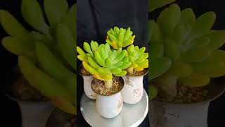 Satisfying Succulent Diy #33