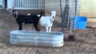 Mack's Milk Goats