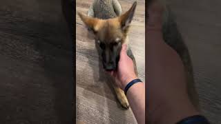 Training German Shepherd Puppy #shortvideo #shorts #dog #dogtraining