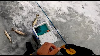 A Few Eagle Lake Walleye