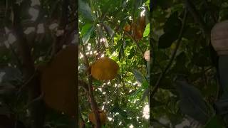 jackfruit (कटहल) #shorts