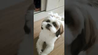 cutie pie with hair beads #dogs  #doghaircut #subscribe #shihtzu  #cute #sitting #chilling