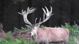 Red Stags from 2016 sneak peak