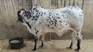 NORTHERN BYPASS COW MANDI KA SODA I MEHNGA YA SASTA?