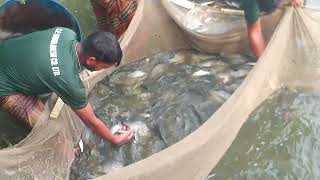 Caught a lot of tilapia fish।। fishing boats।। fishing video ।। rsl fish cutting