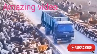 cow eat food in the car//viral video youtube||cow eat grass