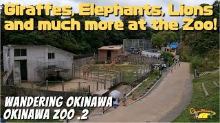 Lions, Giraffes, Elephants and much more animals in Okinawa Zoo!!