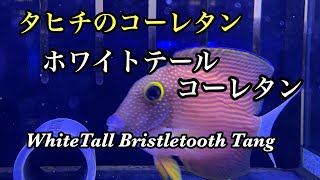 タヒチのコーレタン　ホワイトテールコーレタン　White Tall Bristletooth Tang