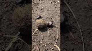 Dung beetle hitchhiker