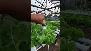 Batavia Lettuce Maritima, Benih yang mulai hilang 😑 #hidroponik #selada #seladahidroponik #maritima