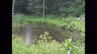 Time Lapse of Pond Algae During Thunder Storm