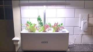 iDoo Hydroponics - 2 week Progress | 7 Pod Growing System