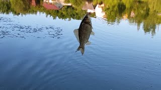 Первый выезд по Карасю. Спонтанная рыбалка. На небольшом пруду.