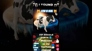 Cow is real 🙀 on google earth and google maps #shorts #maps #earth #google