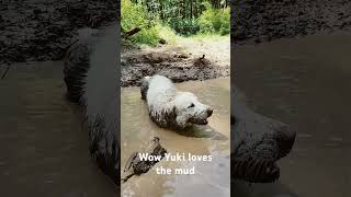 Big white dog covered in mud