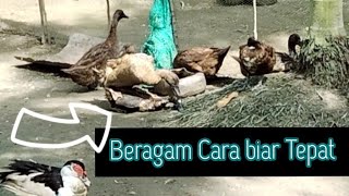 TERNAK KITA || SEMUA AGAR TEPAT SASARAN