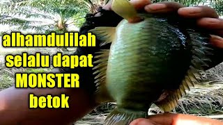 SAMPAI TERLEMPAR JORANKU DI TARIK BETOK MONSTER ||Mancing betok monster