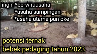 ingin berwirausaha, usaha sampingan, usaha utama? || potensi ternak bebek pedaging di tahun 2023