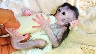 baby monkey drink milk bottle...