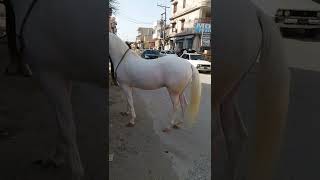 Most beautiful horse