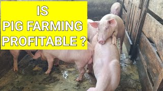 Is Pig Farming Still Profitable in  Nigeria? Take a Pig Farm Tour #pig #pigfarming #farming