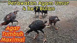 Cara Agar Ayam Umur 4 Bulan Cepat Besar