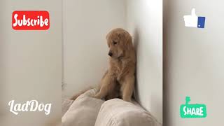 Dog is sad to leave house. | LadDog