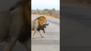 #shorts Brutal Huge Male Lion killing Baby Hyena