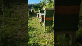 Apiary just some Beehives 🌏😃 #apiary #beekeeping