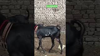 #bitalbakri #bitalbakra#mewatibakra #totapuribakri #mewatigoat  #sohjatgoat#viralvideo #goatfarming