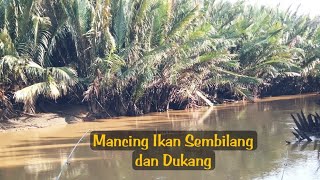 mancing ikan Sembilang dan bedukan di muara