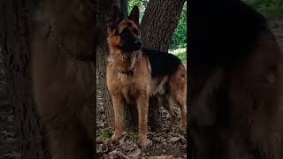 German shepherd stock coat male for stud service #viral #trending #music #youtubeshorts