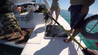 Spearing Lionfish Belize 2016