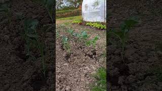 Début des plantations: tomates,choux...#jardin #légumes #potager