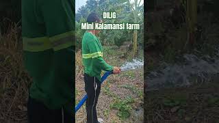 PATUBIG SA CALAMANSI FARM!! #farmer#farming #calamansi