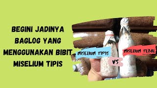 Perbedaan pertumbuhan bibit miselium tipis VS miselium tebal pada baglog jamur tiram