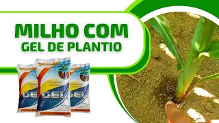 [RESULTADO NO MILHO] Gel De Plantio garante umidade por mais tempo