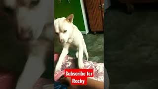 Rocky Subscribe like shear  #tigertigervlog #tigertiger #shorts  #youtubeshorts