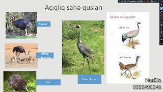7-ci sinif - Quşların ekoloji qrupları - NurBio