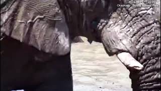 Elephant calf enjoying the water