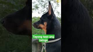 Tayong tayo ang tainga #dog #doglover #shortvideo #viral