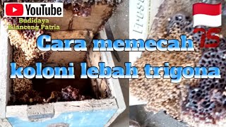 Cara memecah koloni lebah trigona/ klanceng